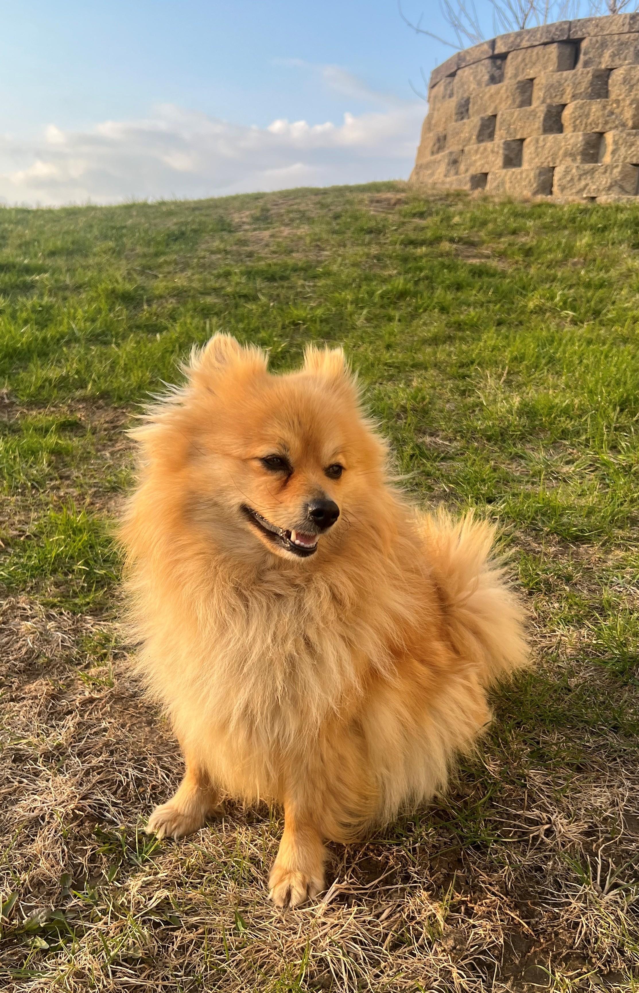 SPRINKLES & HONEY, a Adopted Pomeranian in Westmont, IL image 3/6