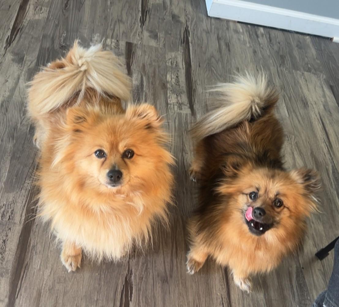 SPRINKLES & HONEY, a Adopted Pomeranian in Westmont, IL image 1/6