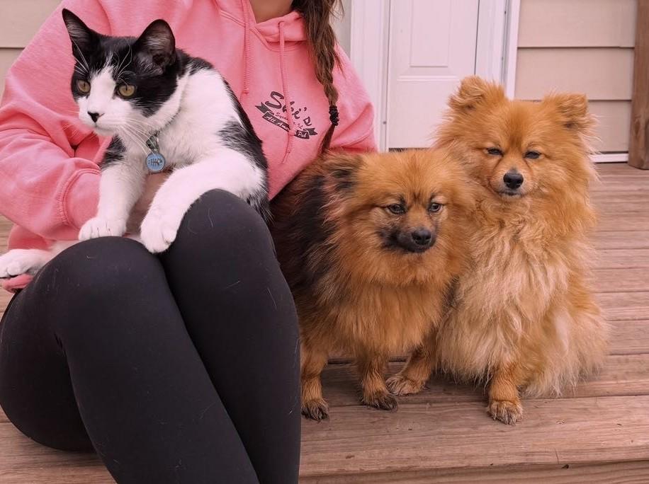 SPRINKLES & HONEY, a Adopted Pomeranian in Westmont, IL image 4/6