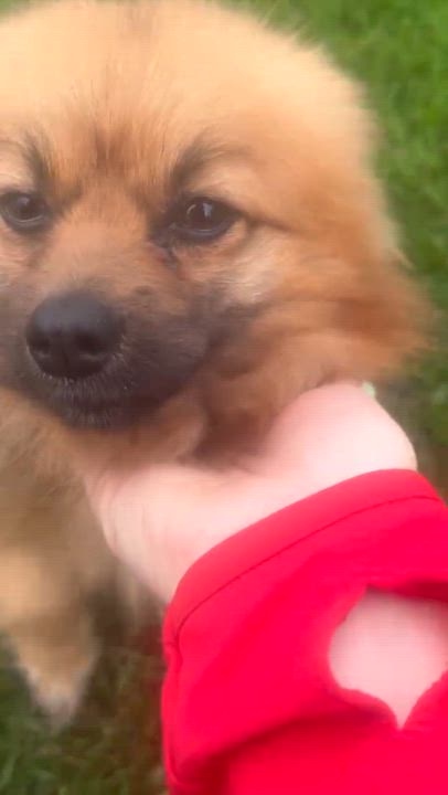 Enlarge SPRINKLES & HONEY, a Adopted Pomeranian in Westmont, IL video 6/6