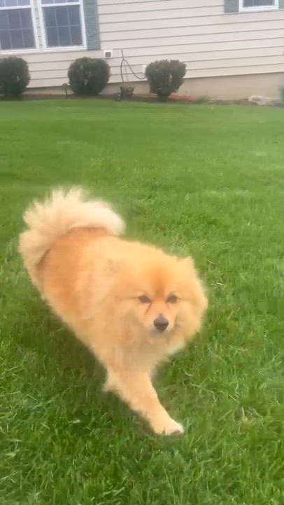 Enlarge SPRINKLES & HONEY, a Adopted Pomeranian in Westmont, IL video 5/6