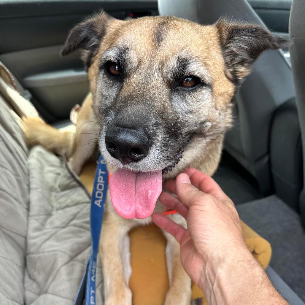 Enlarge Kona, a Adoptable German Shepherd Dog in Pasadena, CA image 1/6