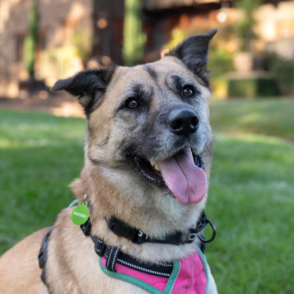 Kona, Adoptable, Adult Female German Shepherd Dog.