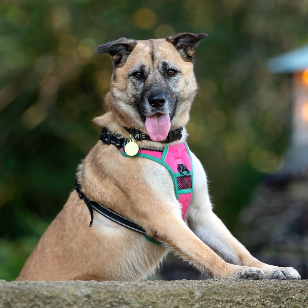 Enlarge Kona, a Adoptable German Shepherd Dog in Pasadena, CA image 2/6