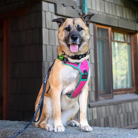 Enlarge Kona, a Adoptable German Shepherd Dog in Pasadena, CA image 3/6