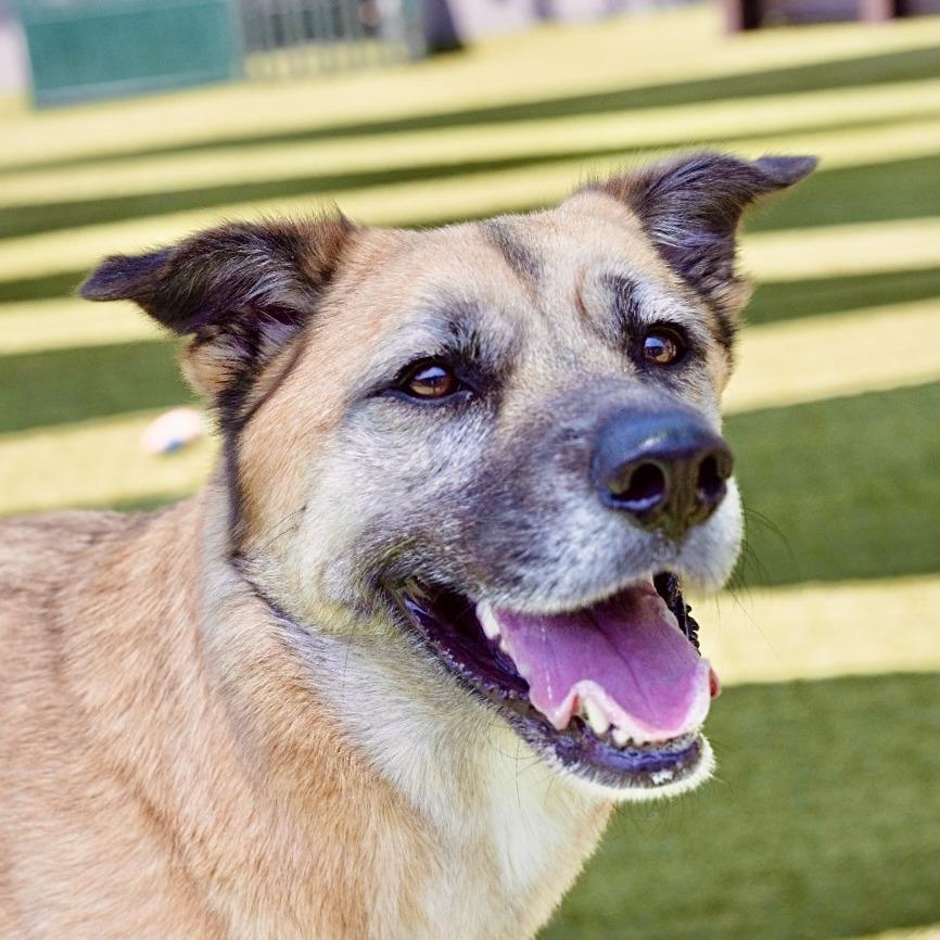 Enlarge Kona, a Adoptable German Shepherd Dog in Pasadena, CA image 2/6