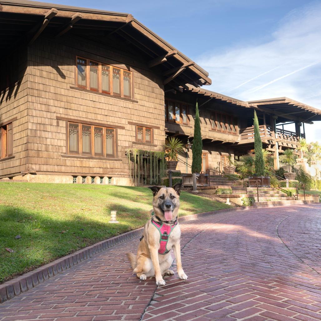 Enlarge Kona, a Adoptable German Shepherd Dog in Pasadena, CA image 4/6