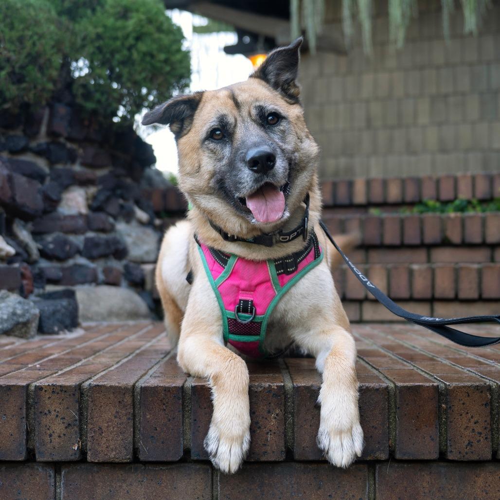 Enlarge Kona, a Adoptable German Shepherd Dog in Pasadena, CA image 3/6