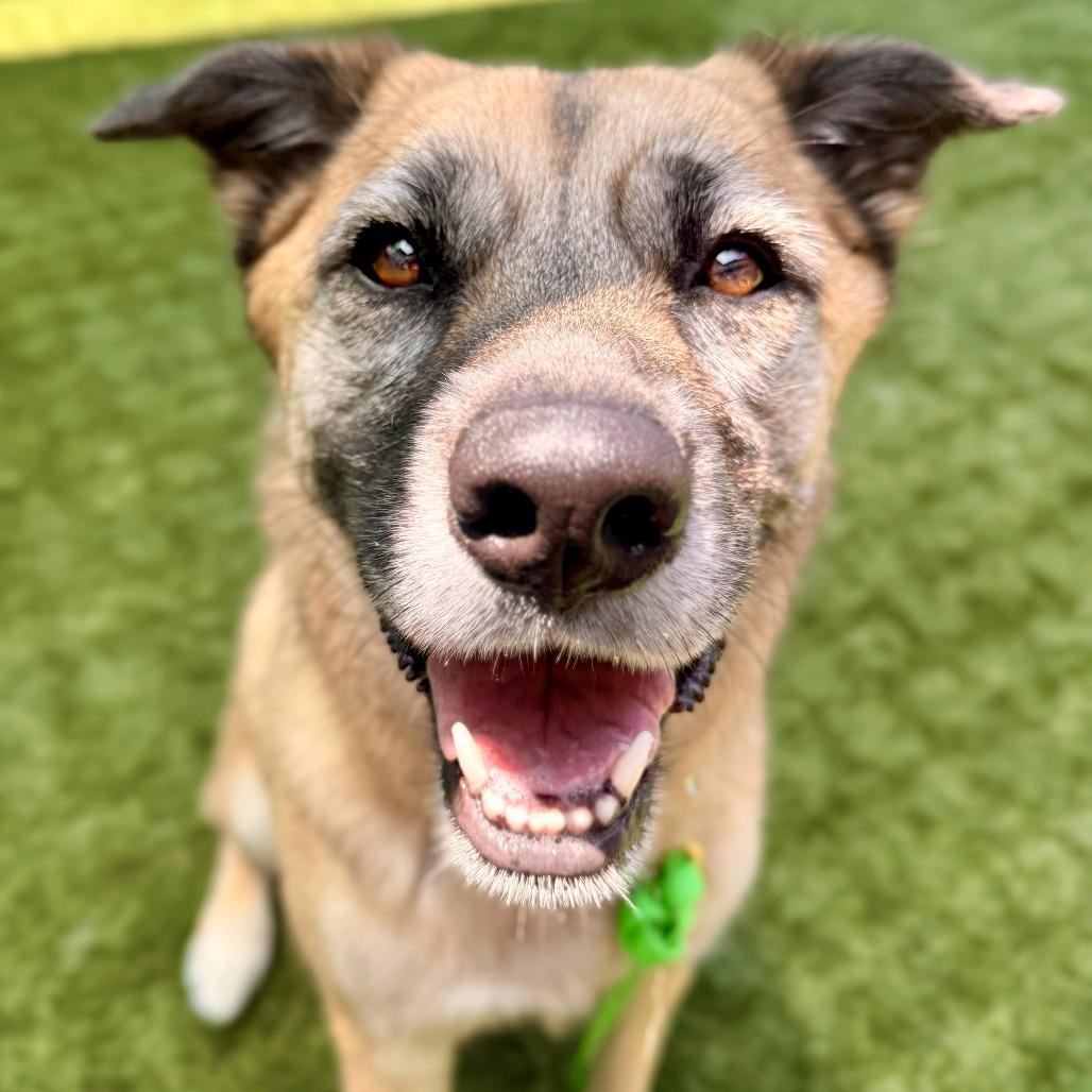 Enlarge Kona, a Adoptable German Shepherd Dog in Pasadena, CA image 4/6