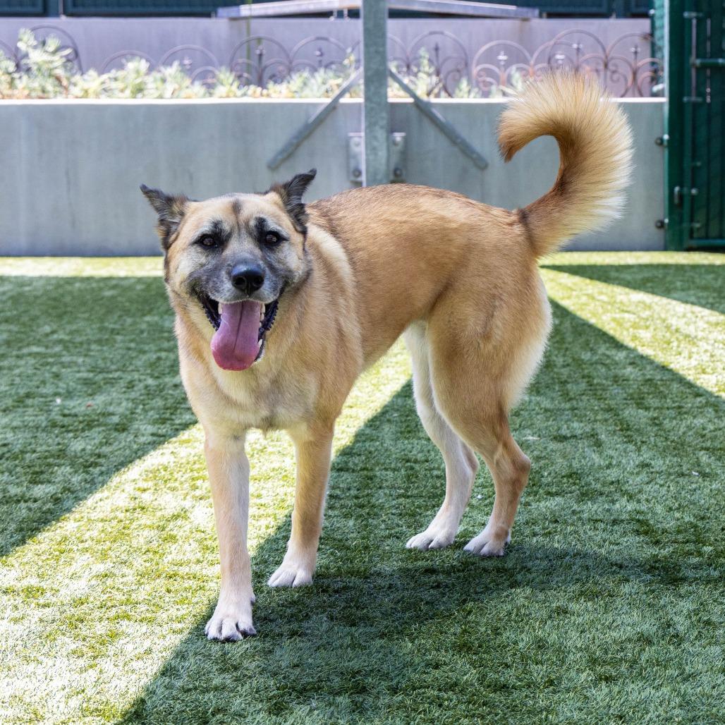 Enlarge Kona, a Adoptable German Shepherd Dog in Pasadena, CA image 4/6