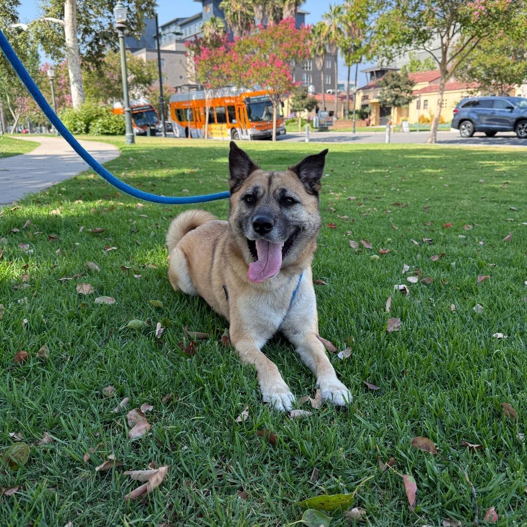 Enlarge Kona, a Adoptable German Shepherd Dog in Pasadena, CA image 5/6