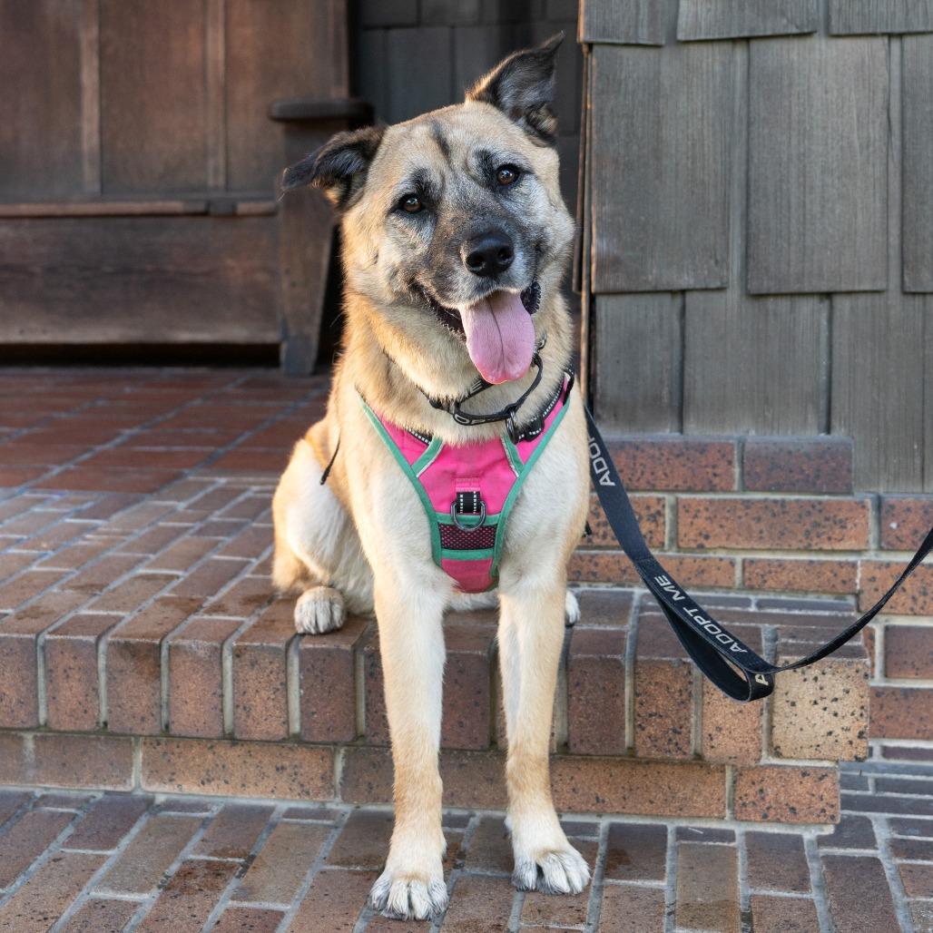 Enlarge Kona, a Adoptable German Shepherd Dog in Pasadena, CA image 5/6