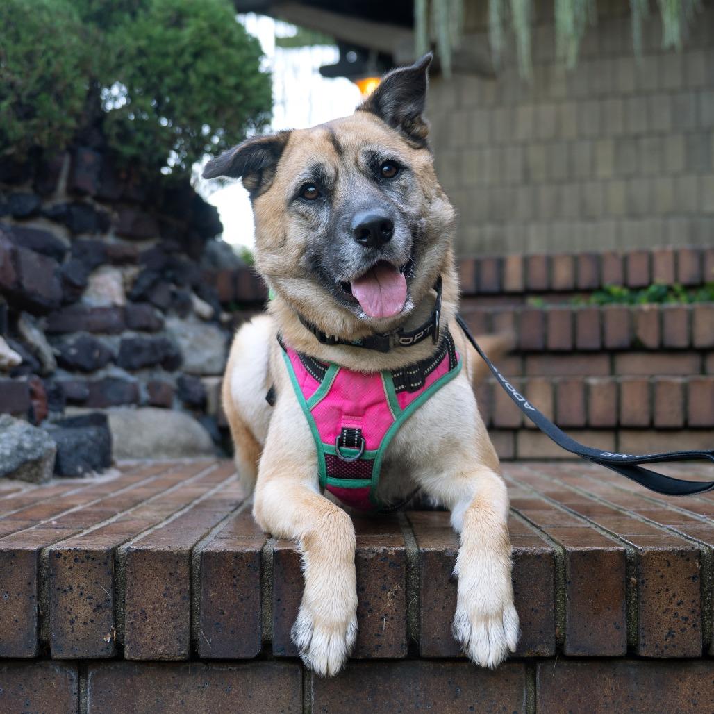 Enlarge Kona, a Adoptable German Shepherd Dog in Pasadena, CA image 6/6