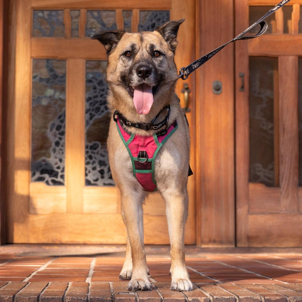 Kona, a Adoptable German Shepherd Dog in Pasadena, CA image 6/6