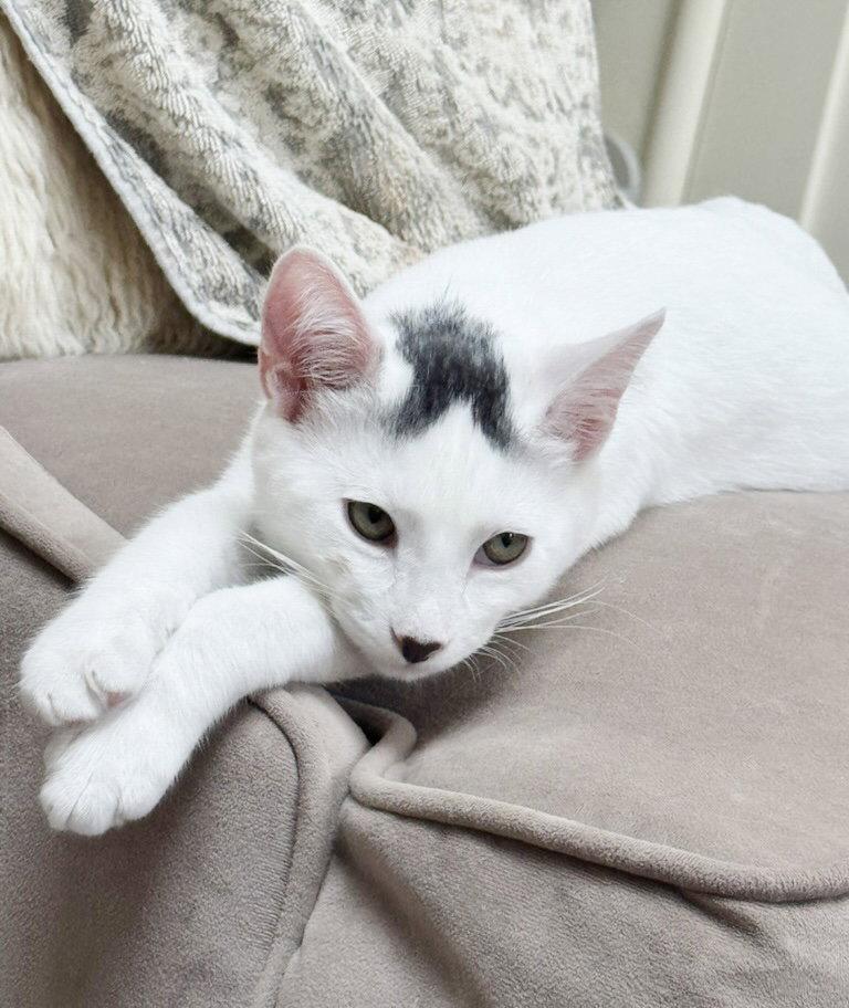 Strudel, Adoptable, Kitten Male Domestic Short Hair.