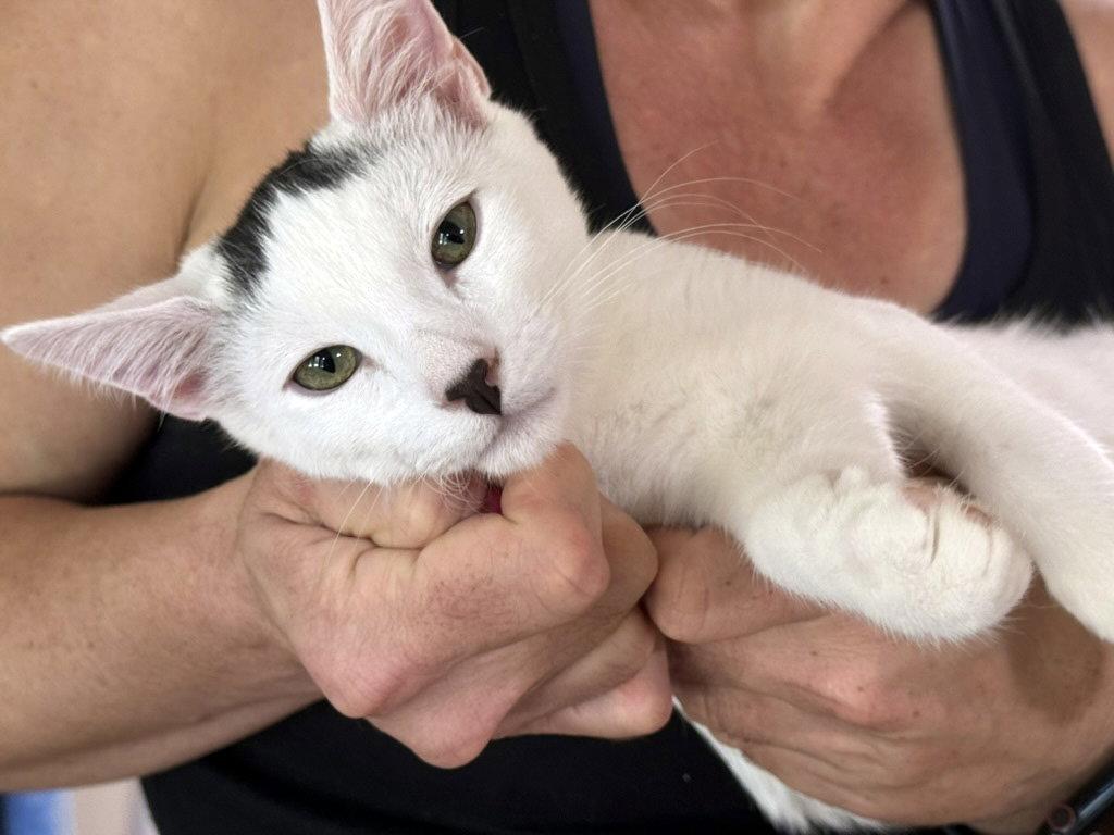 Enlarge Strudel, a Adoptable Domestic Short Hair in Alameda, CA image 2/3