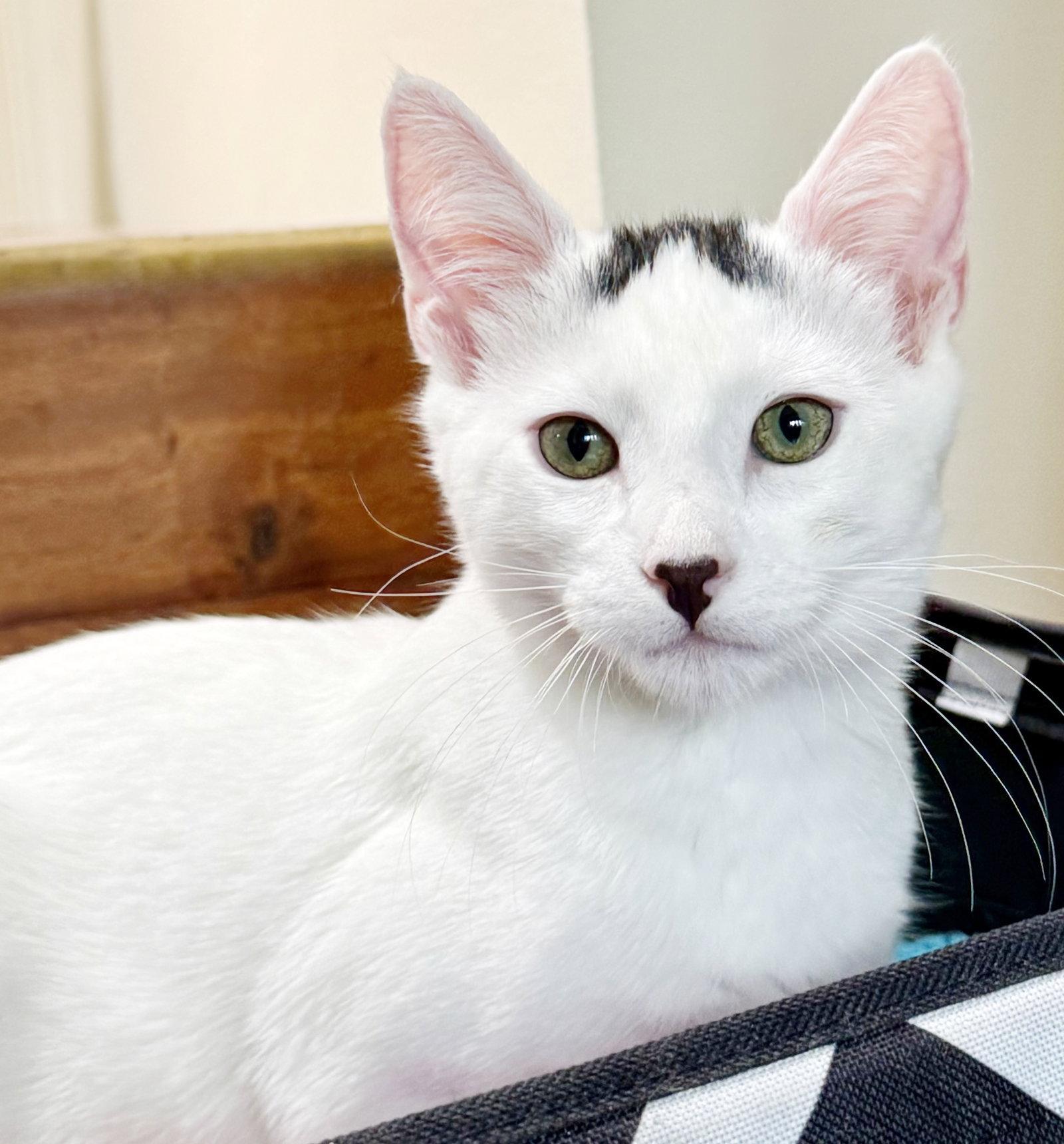 Enlarge Strudel, a Adoptable Domestic Short Hair in Alameda, CA image 3/3