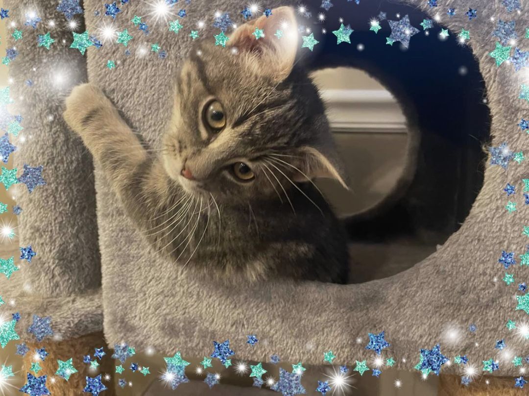 ADOPTED NO LONGER AVAILABLE 12 WEEK OLD JELLYBEANZ...ADORABLE,ADOPTABLE....FIXED/SHOTS..SCOTTISH FOLD X