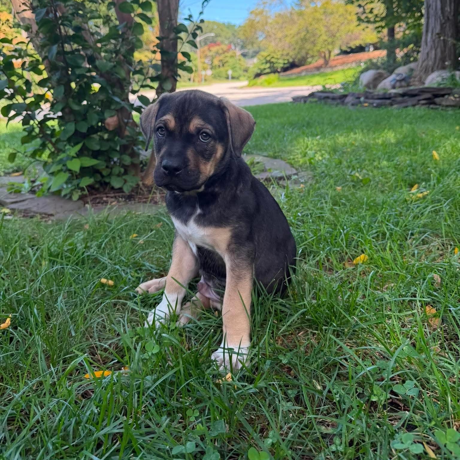 Enlarge Kirby, a ADOPTABLE Mixed Breed in Yaphank, NY image 6/6