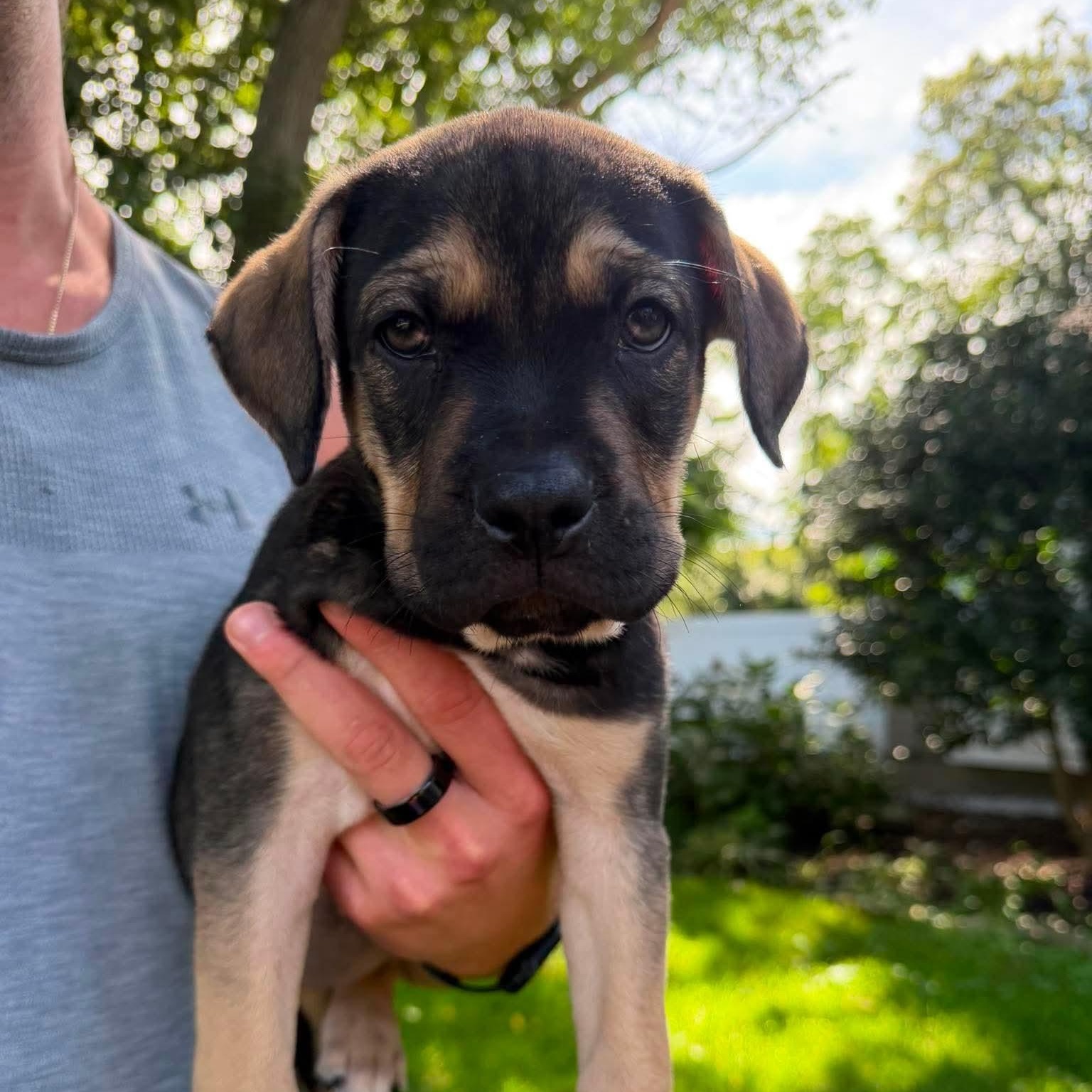 Enlarge Kirby, a ADOPTABLE Mixed Breed in Yaphank, NY image 5/6