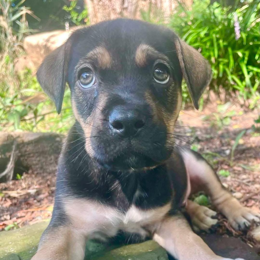 Enlarge Kirby, a ADOPTABLE Mixed Breed in Yaphank, NY image 2/6