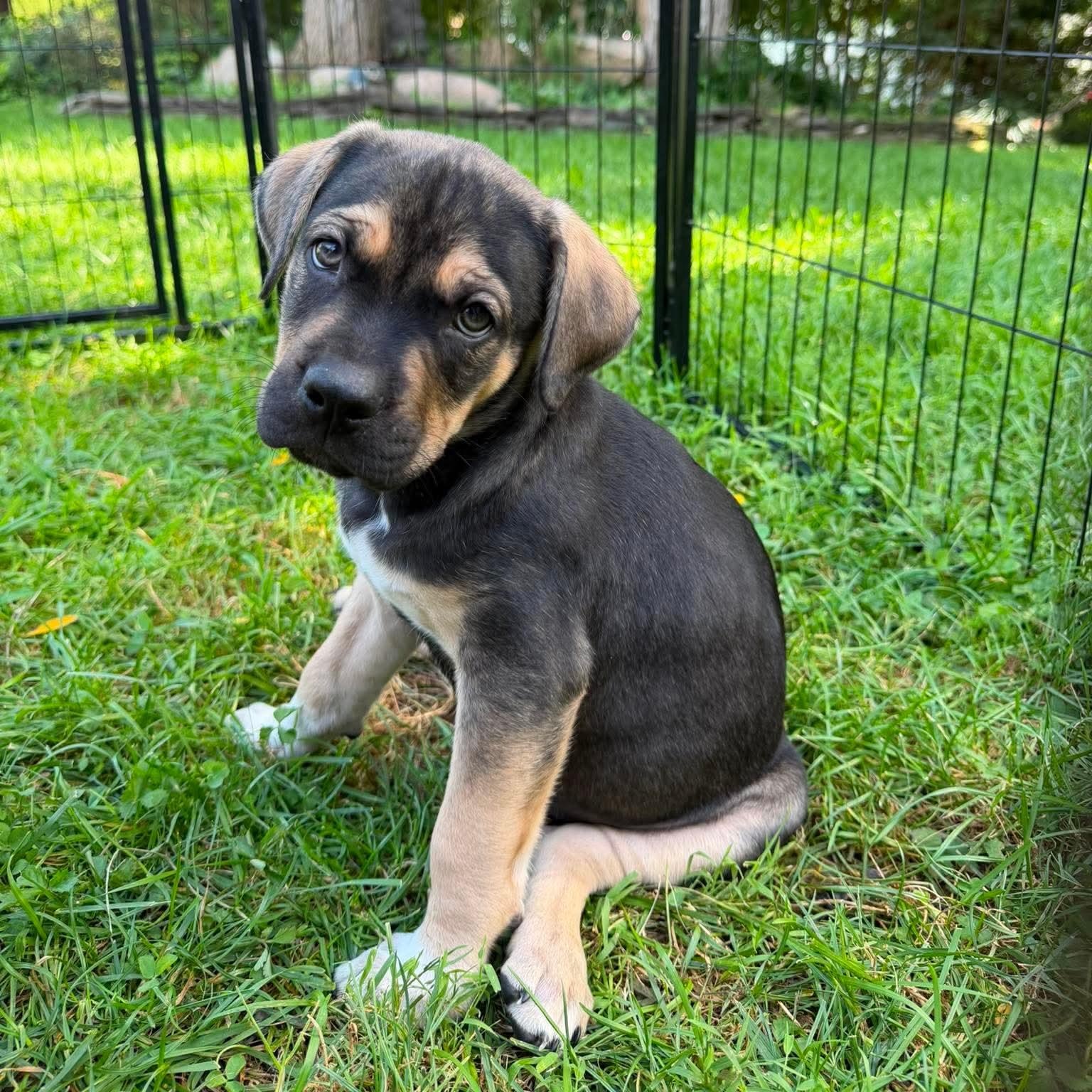 Enlarge Kirby, a ADOPTABLE Mixed Breed in Yaphank, NY image 3/6