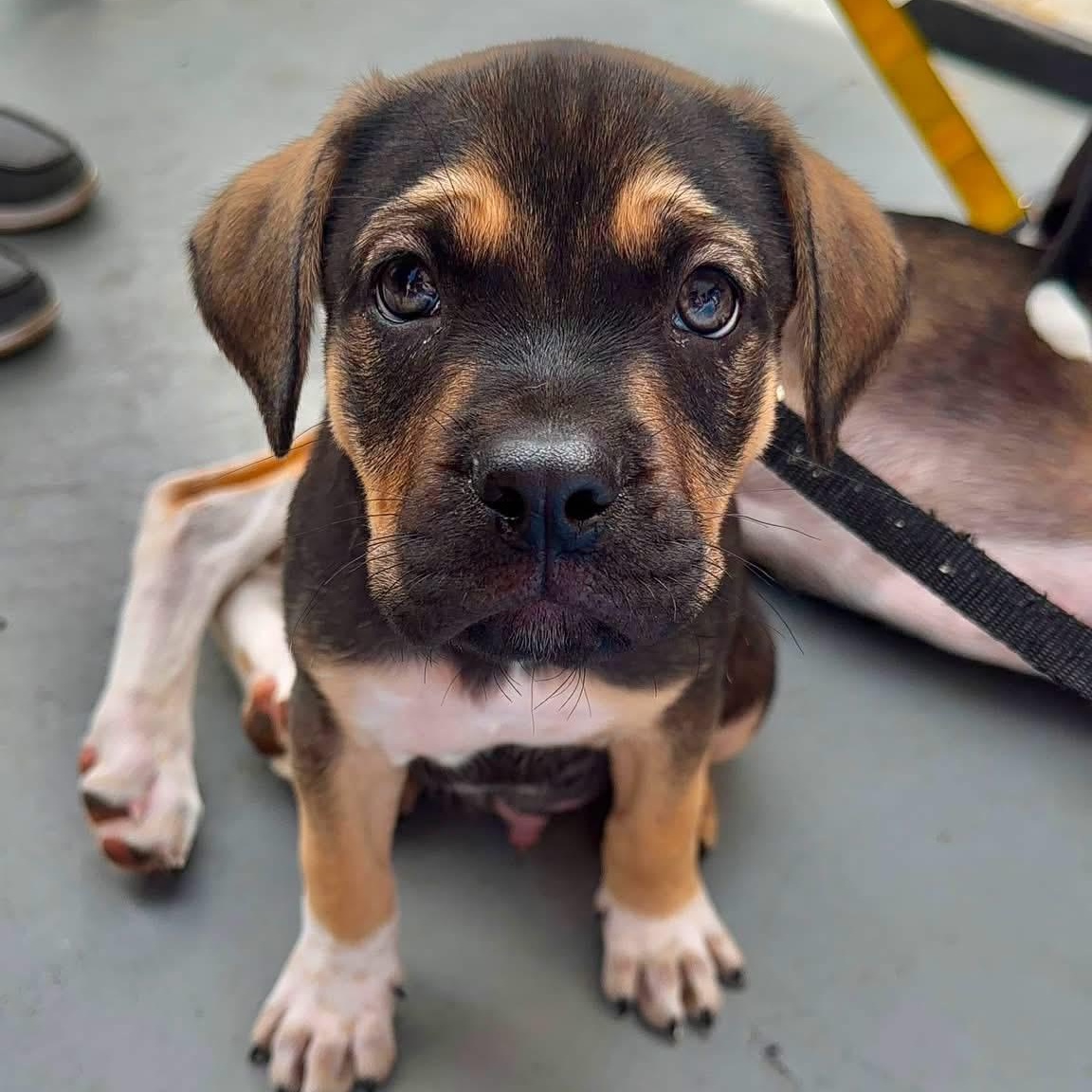 Kirby, ADOPTABLE, Puppy Male Mixed Breed.