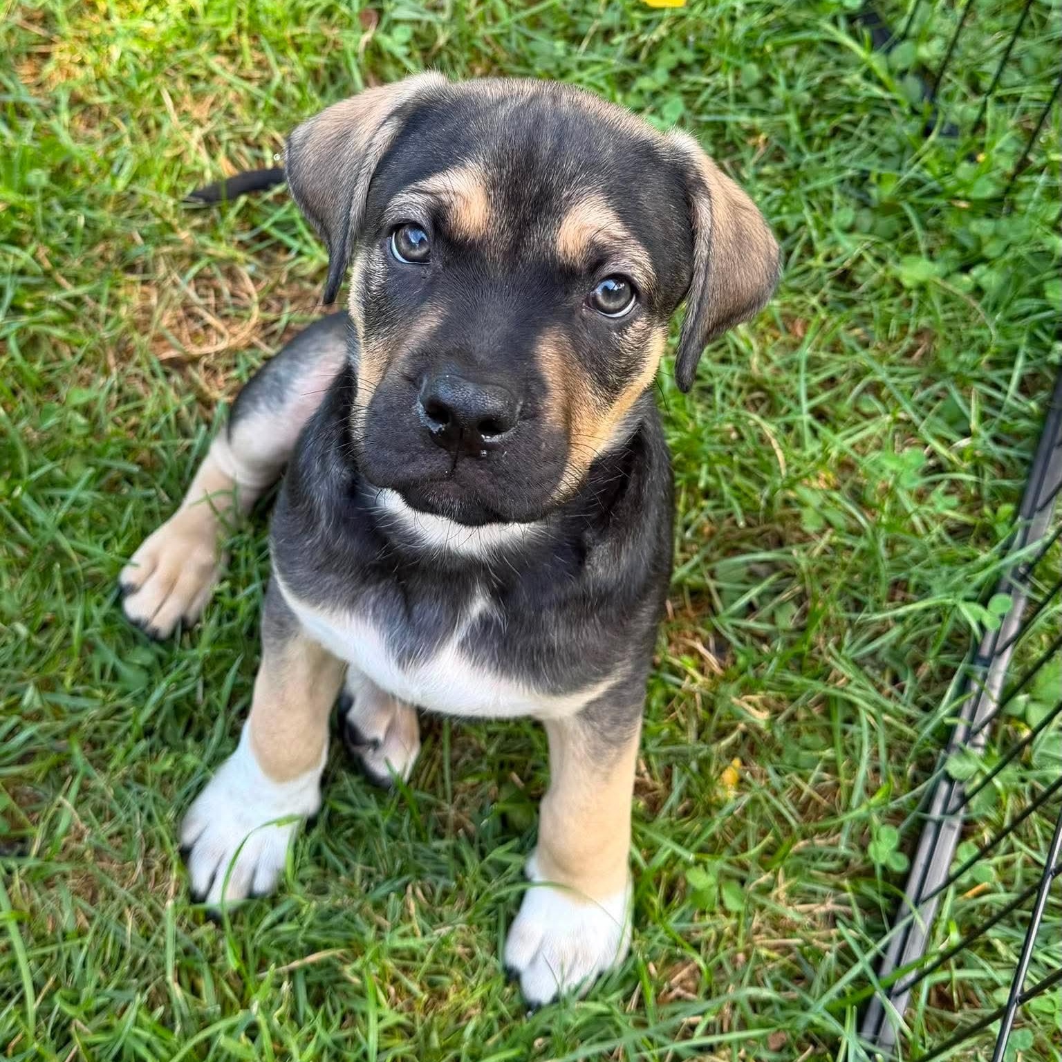 Enlarge Kirby, a ADOPTABLE Mixed Breed in Yaphank, NY image 4/6