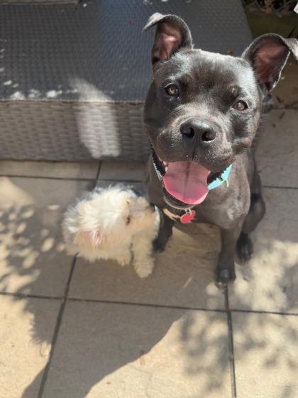 Darla, Adoptable, Adult Female Mixed Breed & Mixed Breed.