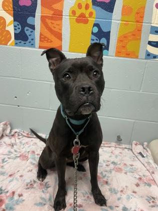 Enlarge Darla, a Adoptable mixed breed in Lowell, MA image 2/3