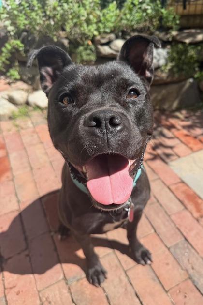 Enlarge Darla, a Adoptable mixed breed in Lowell, MA image 3/3