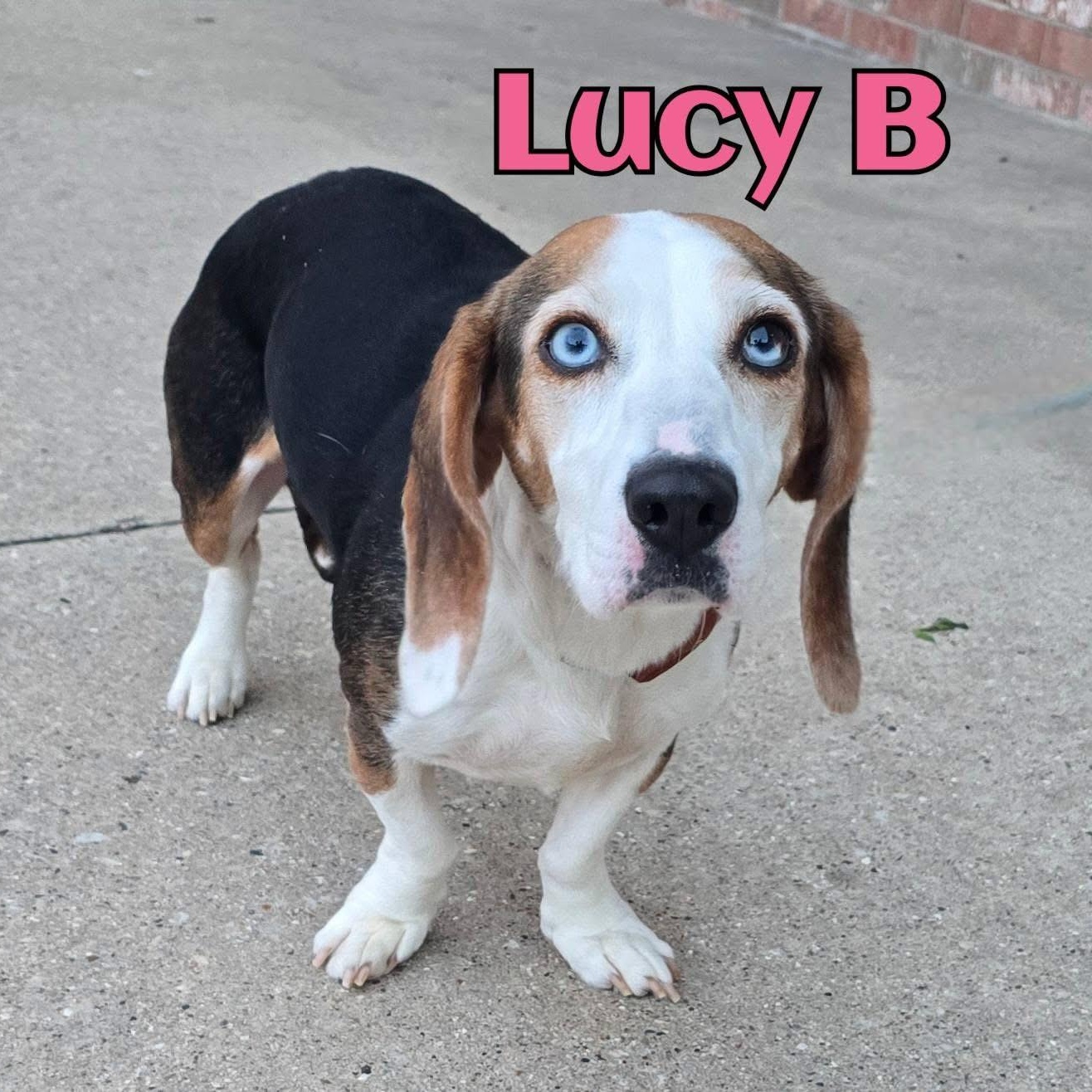 Enlarge Lucy B, a ADOPTABLE mixed breed in Joliet, IL image 1/1