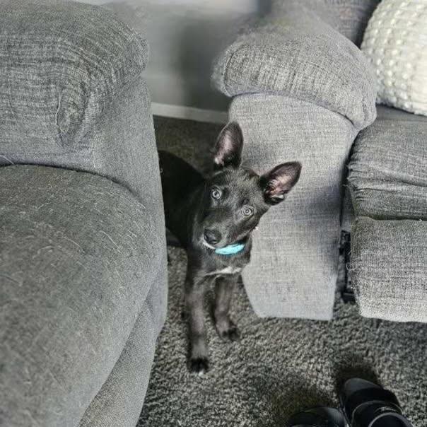 Jujube, a Adoptable Mixed Breed in Tomah, WI image 1/3