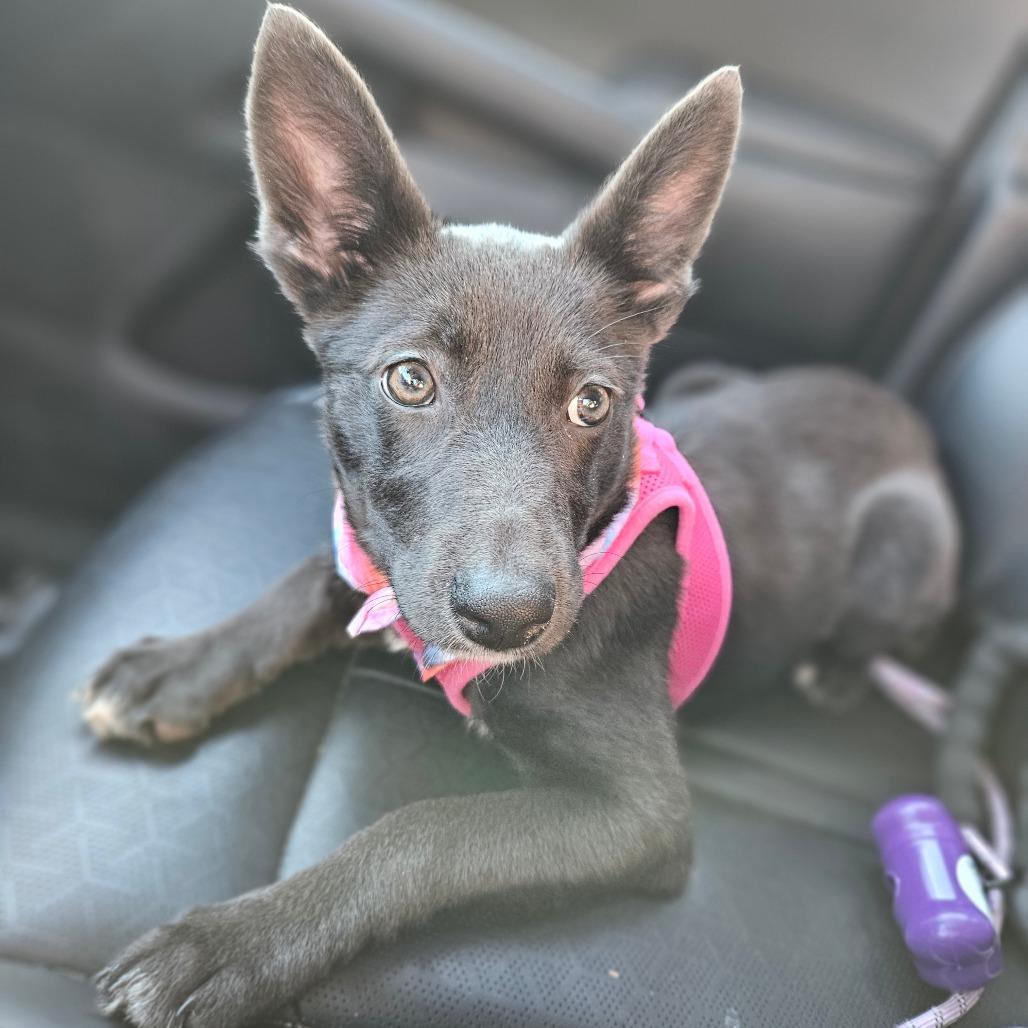 Jujube, a Adoptable Mixed Breed in Tomah, WI image 2/3