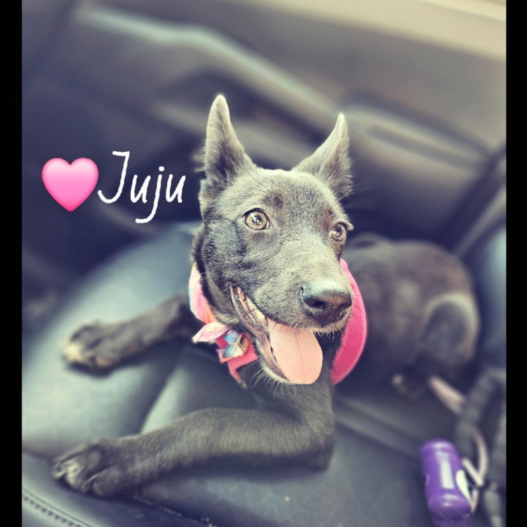 Jujube, a Adoptable Mixed Breed in Tomah, WI image 3/3
