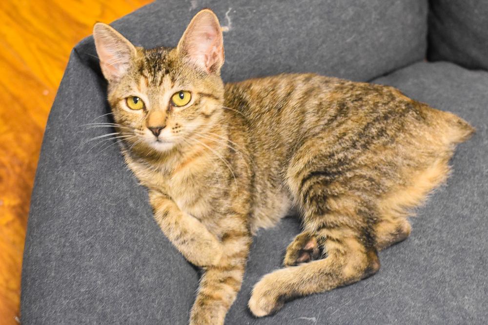 Astrid (How to Train Your Dragon Litter) NOW AVAILABLE! photo