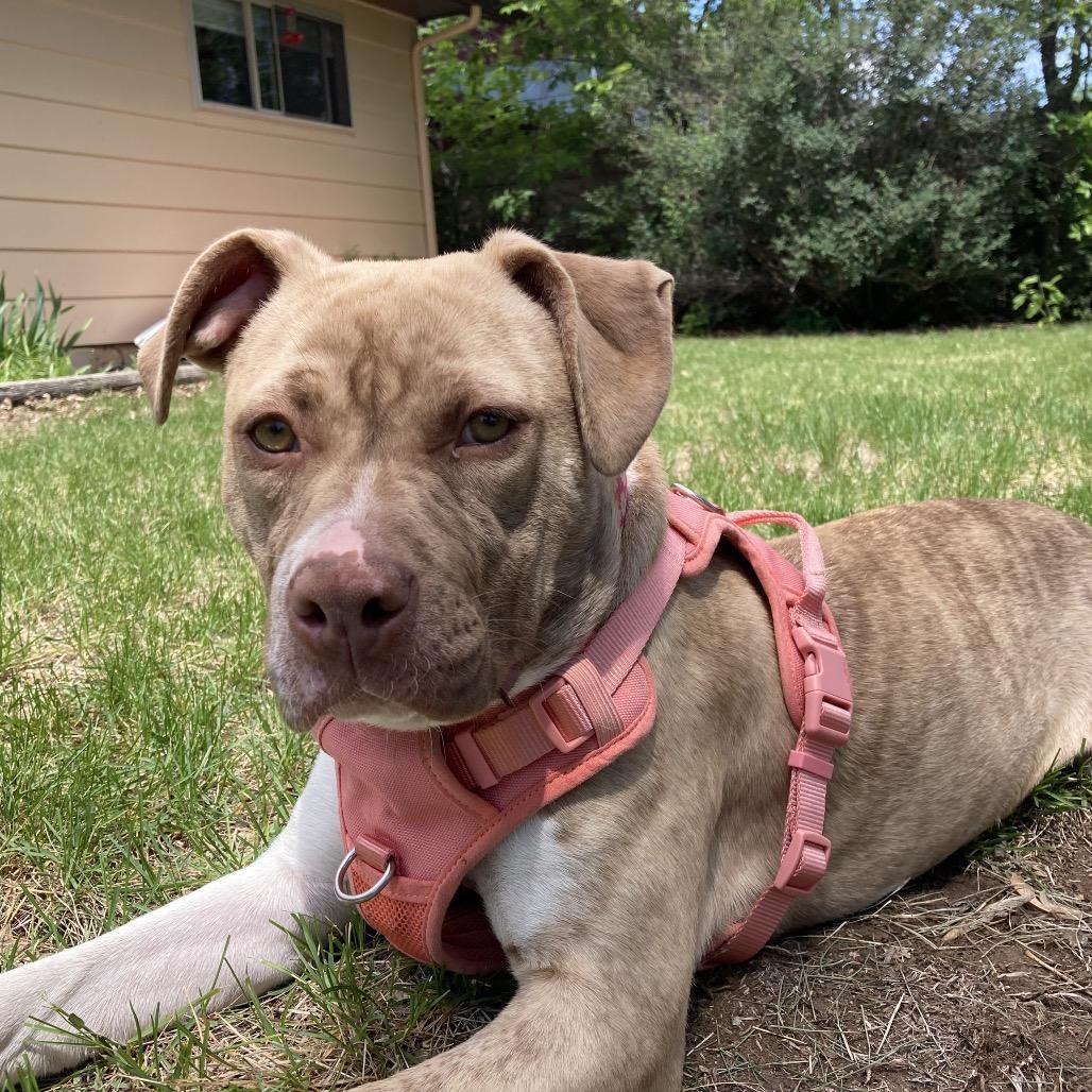 Autumn, Adoptable, Young Female Pit Bull Terrier & Mixed Breed.