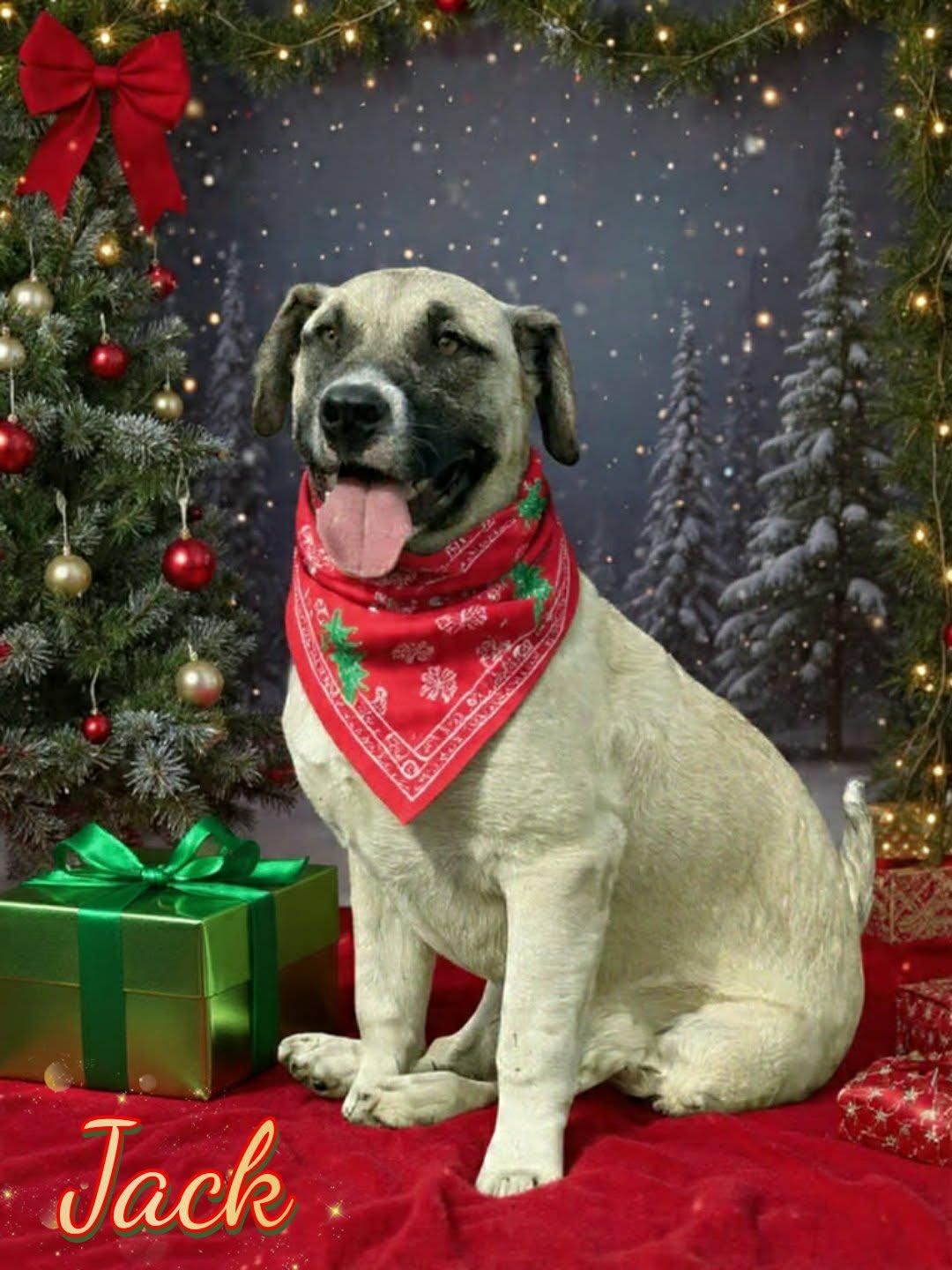 Jack, ADOPTABLE, Young Male Anatolian Shepherd & Black Mouth Cur.
