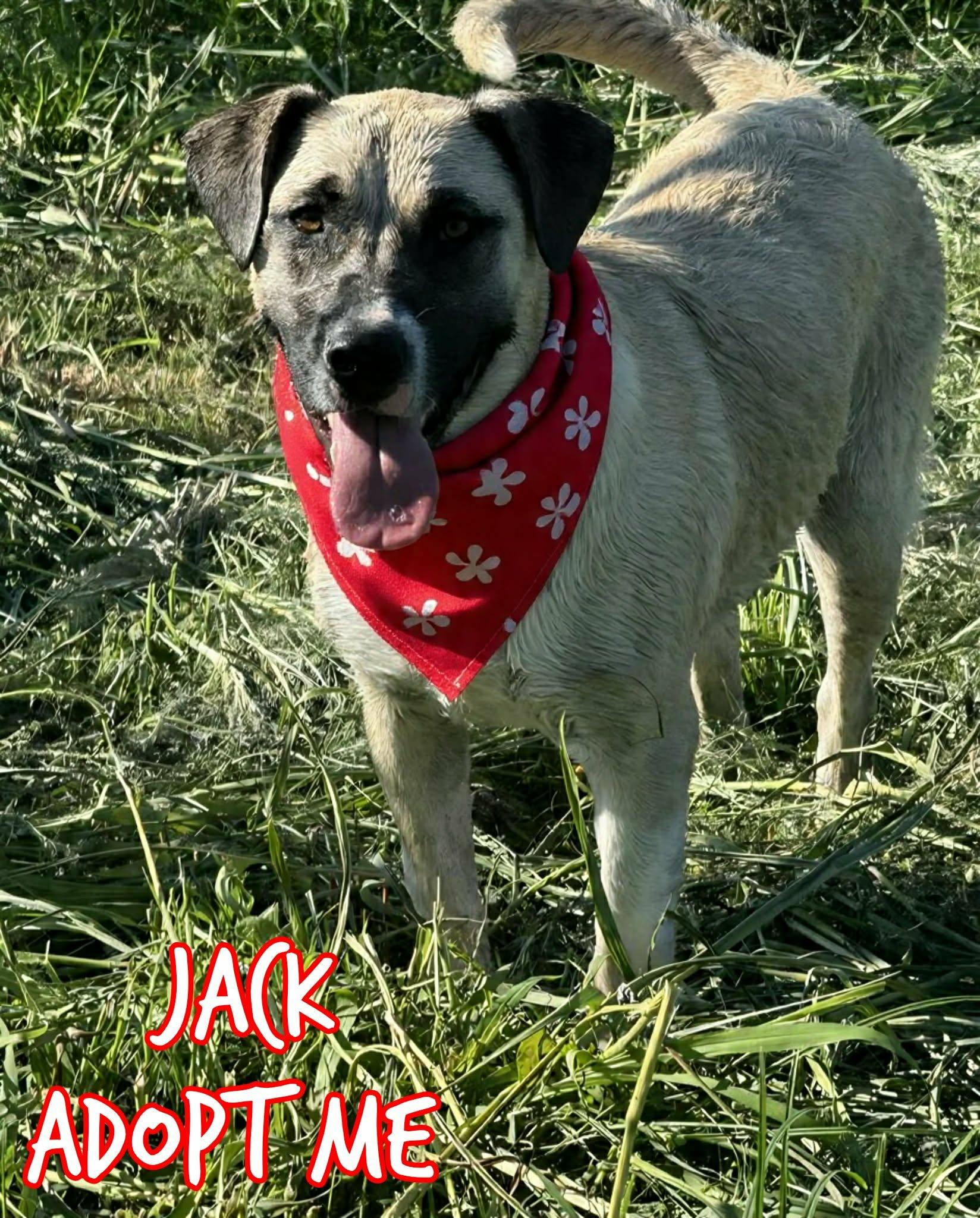 Enlarge Jack, a ADOPTABLE mixed breed image 2/5