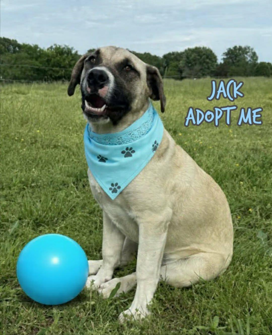 Enlarge Jack, a ADOPTABLE mixed breed image 3/5
