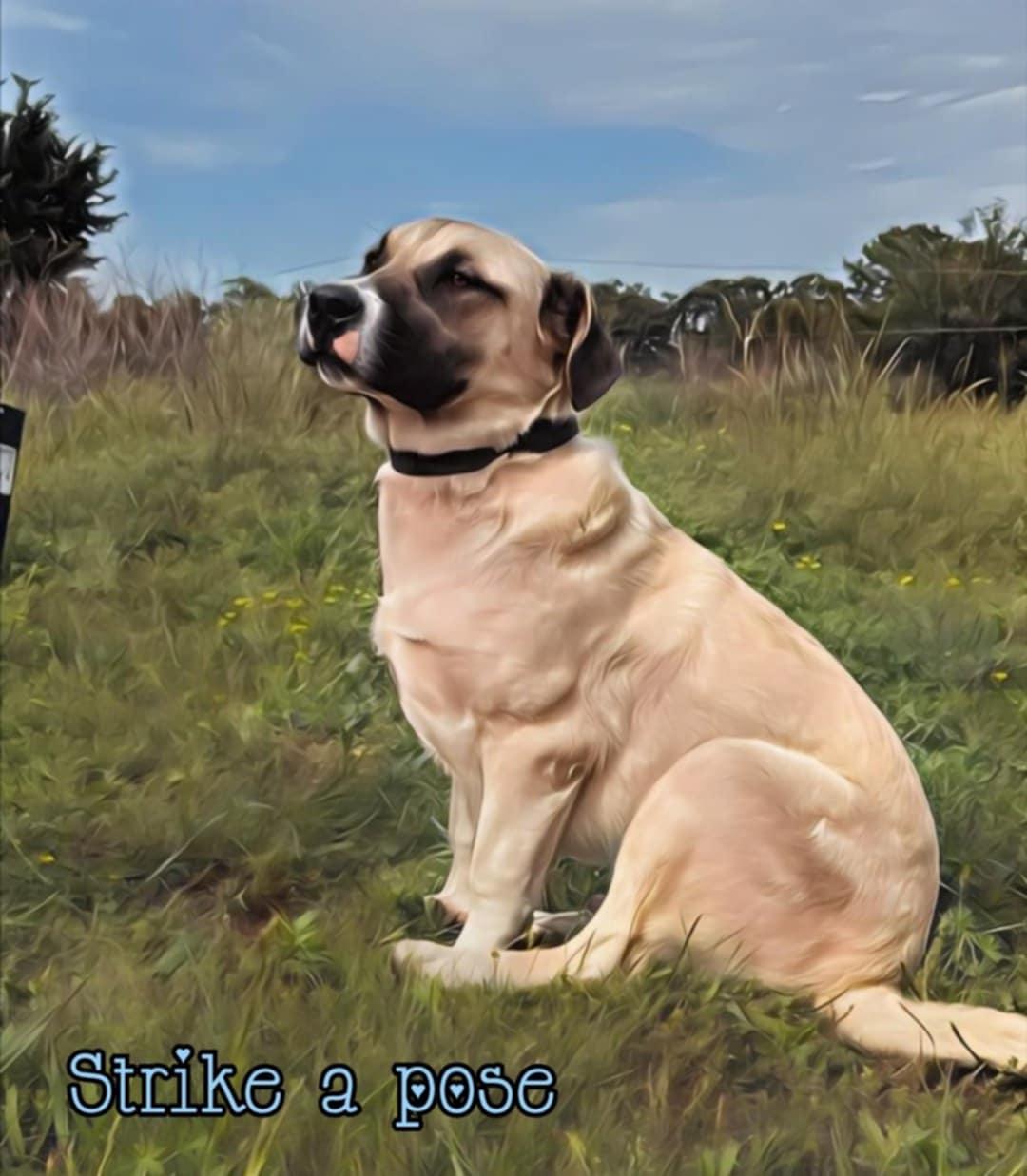 Enlarge Jack, a ADOPTABLE mixed breed image 5/5