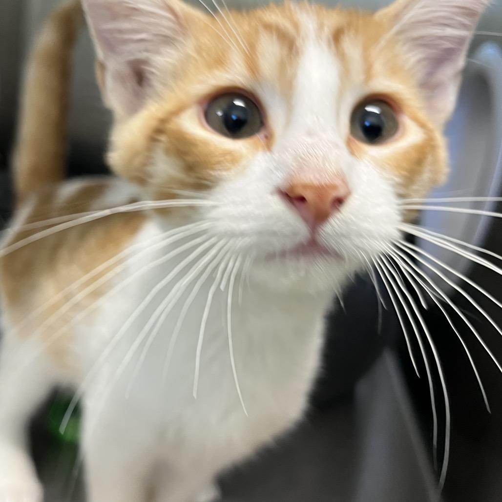 Milky Way, Adoptable, Kitten Male Domestic Short Hair.