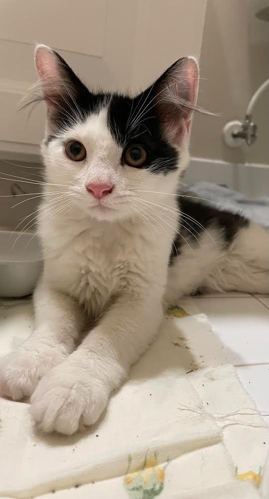 Enlarge Scrappy, a Adopted mixed breed in West Bloomfield, MI image 1/2