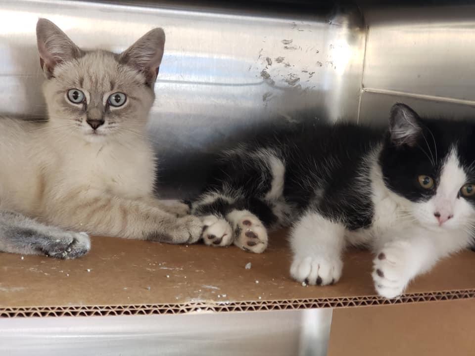 Enlarge Scrappy, a Adopted mixed breed in West Bloomfield, MI image 2/2