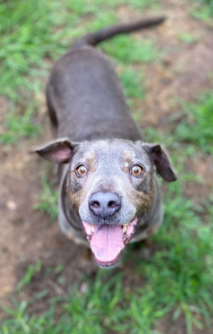 Montana, Adult Male Pit Bull Terrier