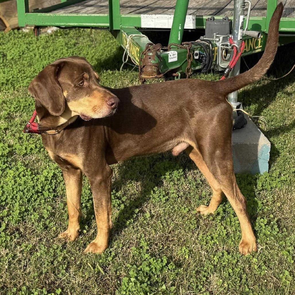 Enlarge Pauly, a Adoptable Mixed Breed in Dickinson, TX image 1/6