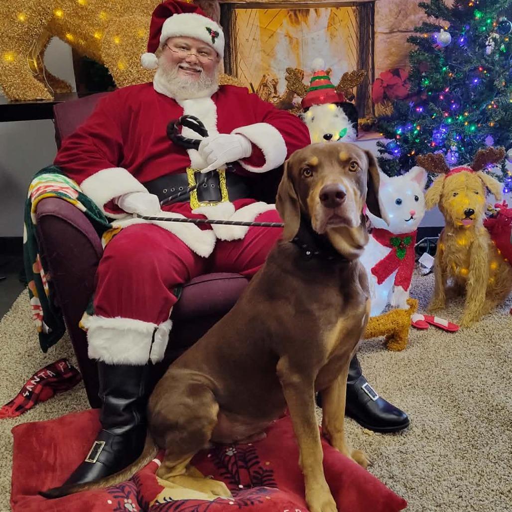 Enlarge Pauly, a Adoptable Mixed Breed in Dickinson, TX image 2/6