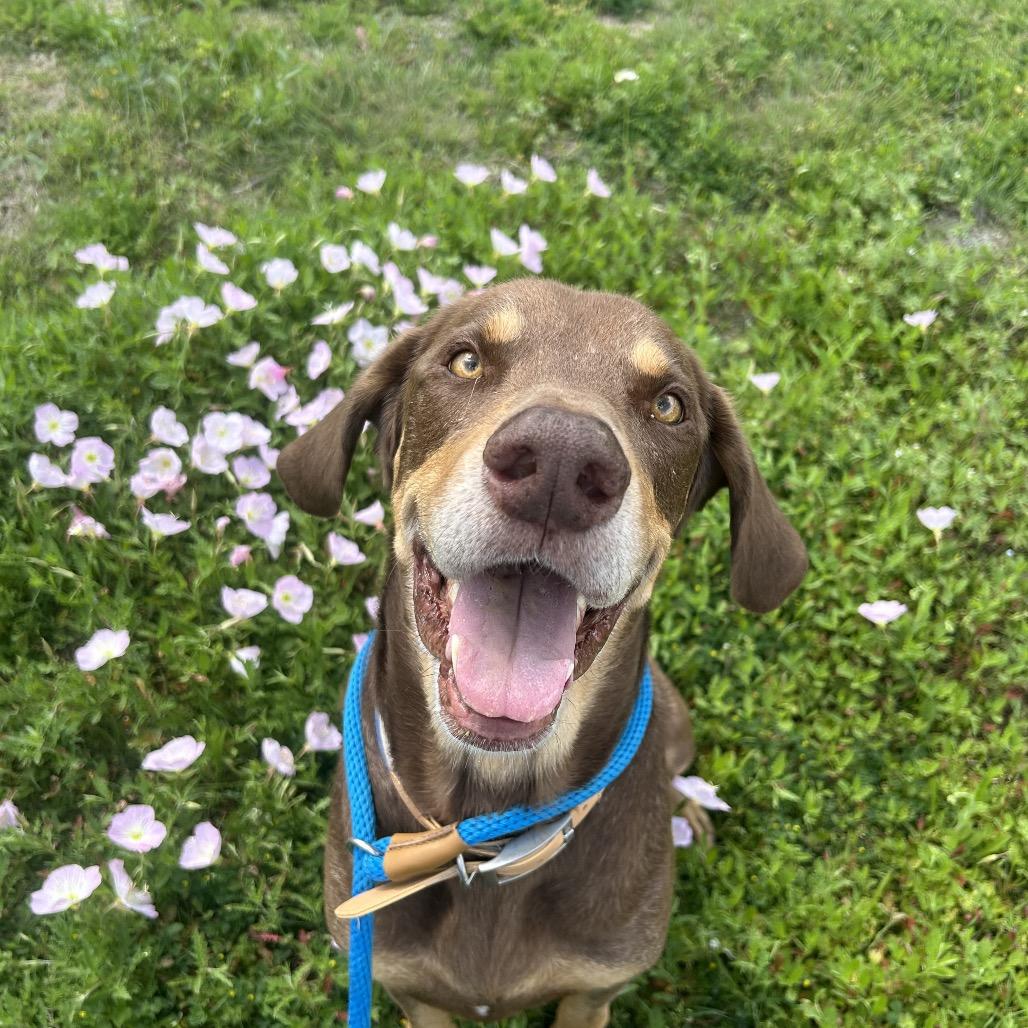 Enlarge Pauly, a Adoptable Mixed Breed in Dickinson, TX image 3/6