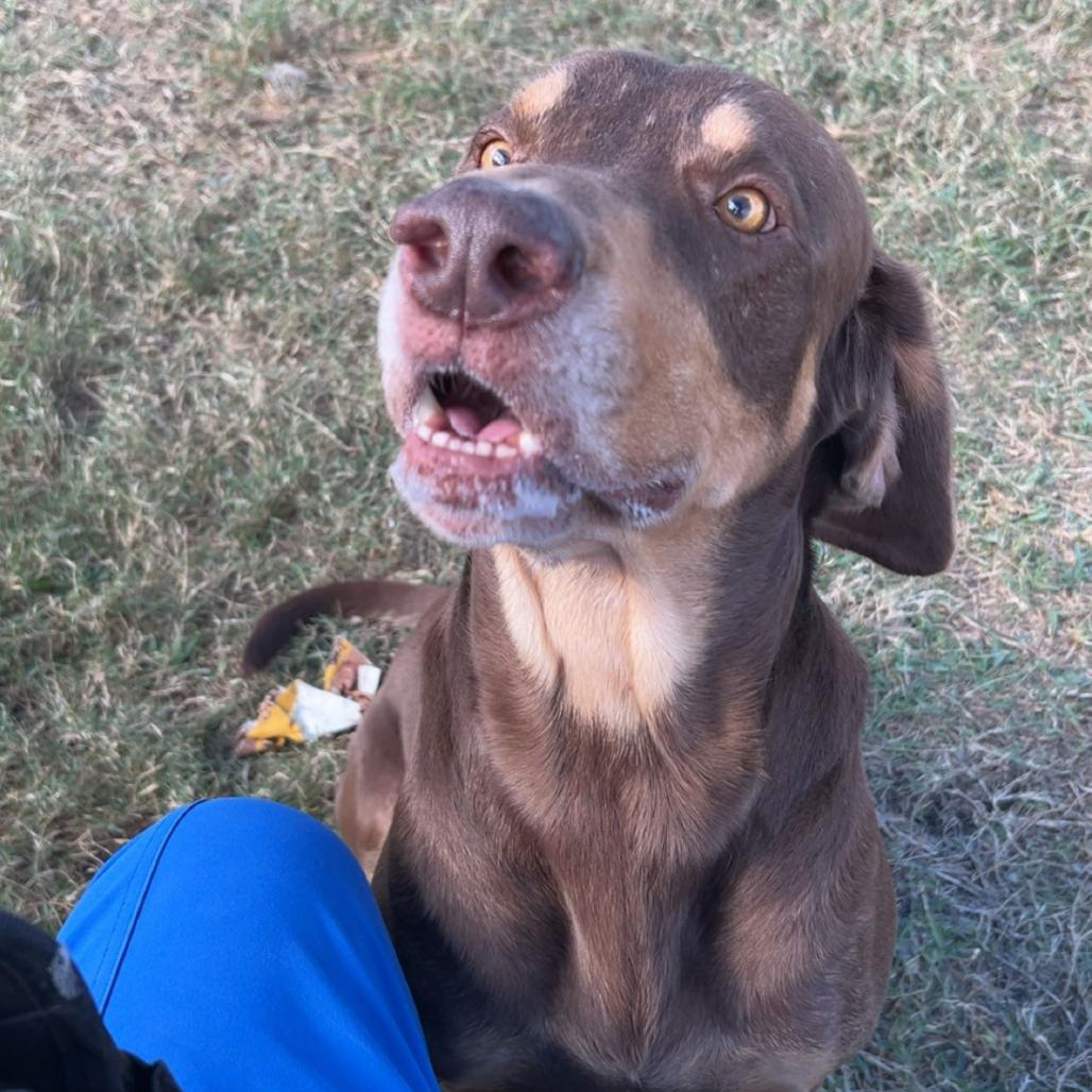 Enlarge Pauly, a Adoptable Mixed Breed in Dickinson, TX image 4/6