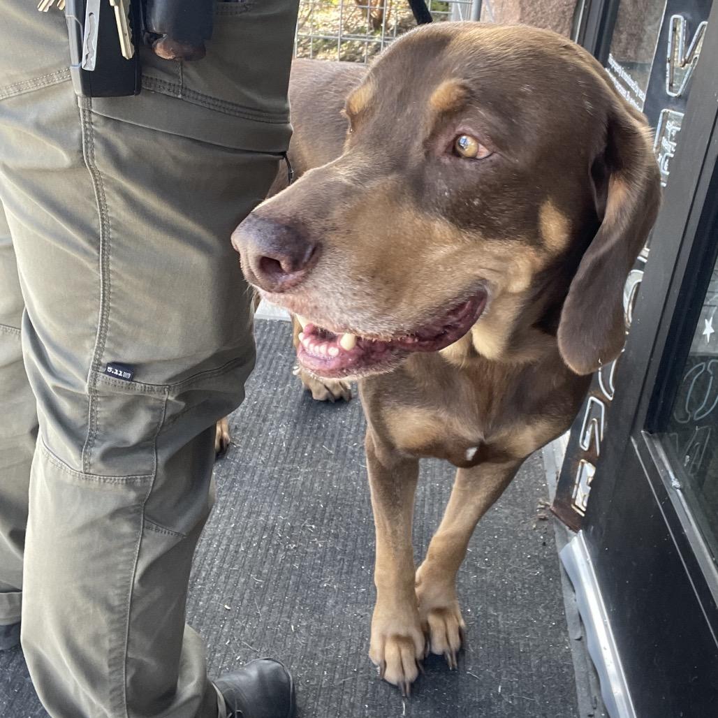 Enlarge Pauly, a Adoptable Mixed Breed in Dickinson, TX image 5/6